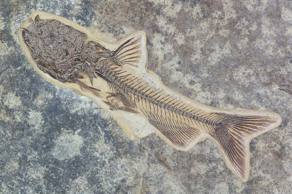 A phenomenal and super rare fossil Catfish (Astephus antiquus)